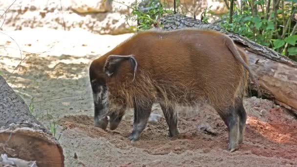 Красная Речная Свинья Potamochoerus Porcus Известная Кустарниковая Свинья Этой Свиньи — стоковое видео