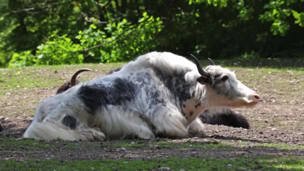 Hazai Jak Bos Grunniens Egy Hosszú Hajú Háziasított Bovid Amely — Stock videók