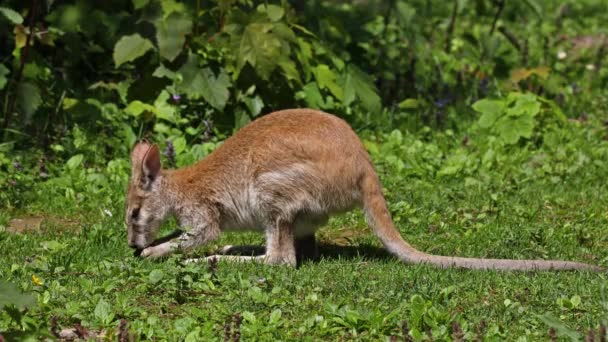 Agile Wallaby Macropus Agilis Also Known Sandy Wallaby Species Wallaby — Stock Video