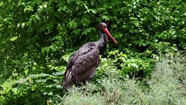 Cegonha Negra Ciconia Nigra Aves Grandes Família Das Cegonhas Ciconiidae — Vídeo de Stock