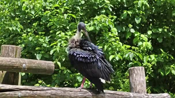 长有稻草颈的伊比斯 Ibis Threskiornis Spinicollis 是伊比斯 Ibis 和线虫科 Threskiornithidae 的鸟类 在德国公园里 — 图库视频影像