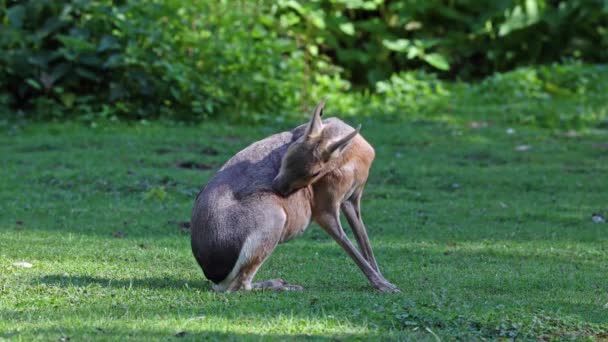 Mara Patagónica Dolichotis Patagonum Estos Grandes Parientes Conejillos Indias Son — Vídeos de Stock