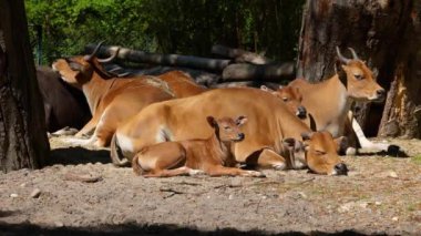 Banteng ailesi, Bos javanicus veya Red Bull. Vahşi bir sığır türüdür ama sığır ve bizondan farklı kilit özellikler vardır: hem erkek hem de dişilerde beyaz bir şerit..