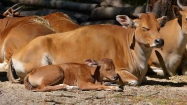 Banteng ailesi, Bos javanicus veya Red Bull. Vahşi bir sığır türüdür ama sığır ve bizondan farklı kilit özellikler vardır: hem erkek hem de dişilerde beyaz bir şerit..