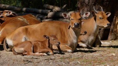Banteng ailesi, Bos javanicus veya Red Bull. Vahşi bir sığır türüdür ama sığır ve bizondan farklı kilit özellikler vardır: hem erkek hem de dişilerde beyaz bir şerit..