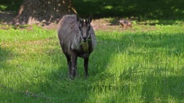 Apennine Chamois, Rupicapra pyrenaica ornata, İtalya 'daki Abruzzo-Lazio-Molise Ulusal Parkı ve İspanya' daki Pireneler 'de yaşamaktadır.