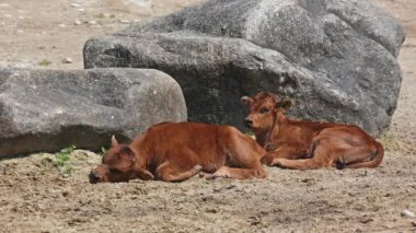 Yavru Aurochs, Heck sığırları, Bos primigenius Taurus, soyu tükenmiş yaban öküzlerine benzediğini iddia etti. Alman parkında görülen yerli dağ sığırları