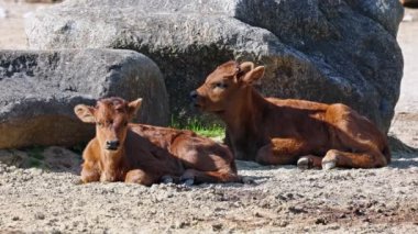 Yavru Aurochs, Heck sığırları, Bos primigenius Taurus, soyu tükenmiş yaban öküzlerine benzediğini iddia etti. Alman parkında görülen yerli dağ sığırları