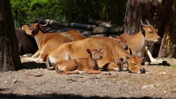 Οικογένεια Banteng Bos Javanicus Red Bull Είναι Ένα Είδος Άγριων — Αρχείο Βίντεο