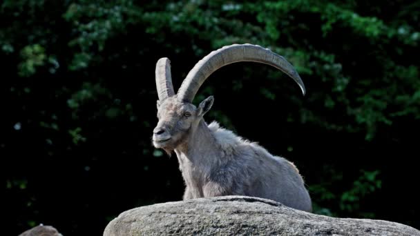 Man Berg Steenbok Capra Steenbok Zittend Een Rots Een Duits — Stockvideo