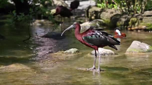 따오기 Glossy Ibis Plegadis Falcinellus 따오기 Threskiornithidae 섭금류이다 — 비디오
