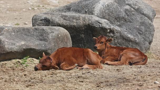赤ん坊のアウロス ヘックの牛 ボスのPrimigenius Taurusは 絶滅したアウロスに似ていると主張した ドイツの公園で見られる国内の高地牛 — ストック動画