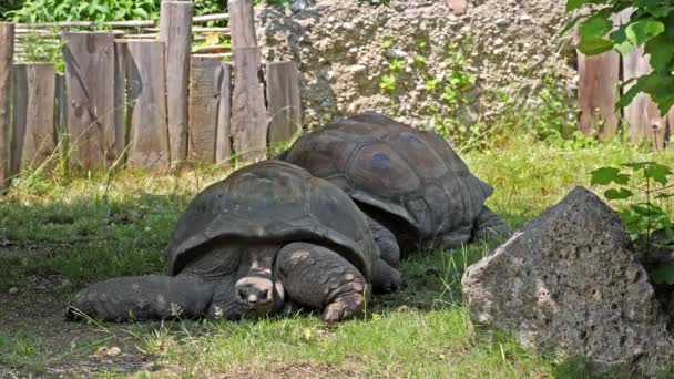 Reuzenschildpad Van Aldabra Aldabrachelys Gigantea Curieuse Eiland Het Gebied Van — Stockvideo