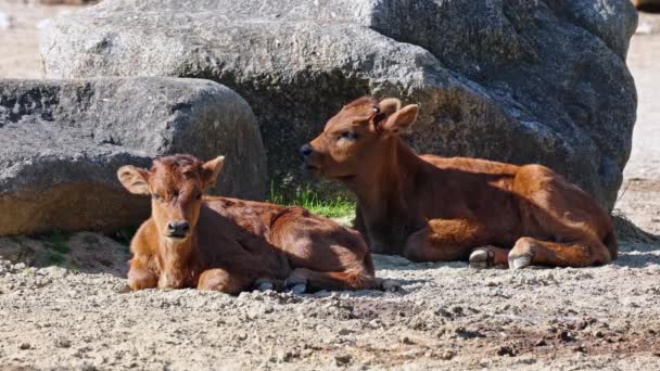 Yavru Aurochs Heck Sığırları Bos Primigenius Taurus Soyu Tükenmiş Yaban — Stok video