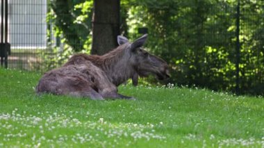 Geyik ya da geyik, Alces Alces geyik familyasındaki en büyük türdür. Geyikler, erkeklerin geniş, düz ya da palmat boynuzlarıyla ayırt edilir..