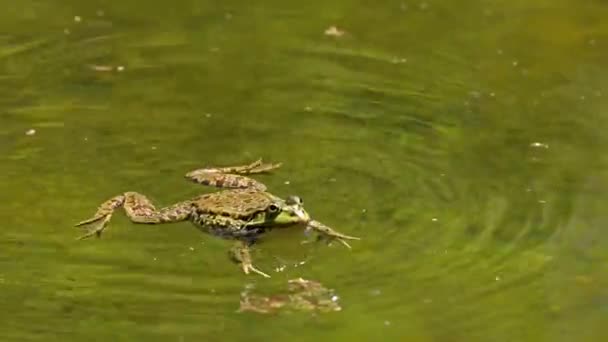 ヨーロッパの一般的なカエルやヨーロッパの草のカエルとしても知られている一般的なカエル ラナテンポラリア 水に単回爬虫類のクロッキングは 蘭科の半水棲両生類です — ストック動画