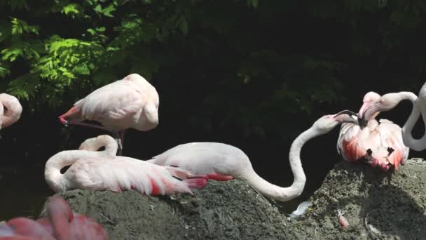 Американский Фламинго Карибский Фламинго Phoenicopterus Ruber Фламинго Являются Единственной Невымершей — стоковое видео