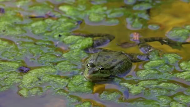 Közönséges Béka Rana Temporaria Vízben Élő Hüllő Más Néven Európai — Stock videók