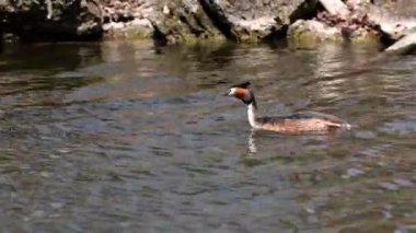 Bir çift Great Crested Grebe, Podiceps kristali yuvalarını inşa ediyor. Güzel turuncu renkli kuş, kırmızı gözlü su kuşu. Eski Dünya 'da bulunan en büyük aile üyesidir..