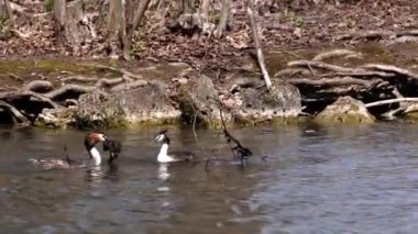 Bir çift Great Crested Grebe, Podiceps kristali yuvalarını inşa ediyor. Güzel turuncu renkli kuş, kırmızı gözlü su kuşu. Eski Dünya 'da bulunan en büyük aile üyesidir..