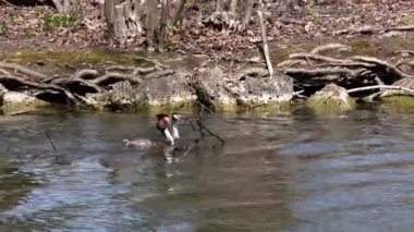 Bir çift Great Crested Grebe, Podiceps kristali yuvalarını inşa ediyor. Güzel turuncu renkli kuş, kırmızı gözlü su kuşu. Eski Dünya 'da bulunan en büyük aile üyesidir..
