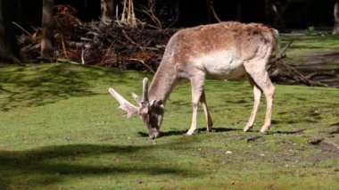 Fallow deer, Dama mezopotamya, Cervidae familyasından bir memeli türü..