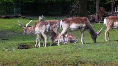 Fallow deer, Dama mezopotamya, Cervidae familyasından bir memeli türü..