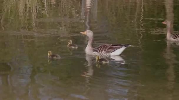 Família Gansos Grisalhos Com Bebés Pequenos Anser Anser Uma Espécie — Vídeo de Stock