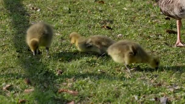 Familia Gansos Greylag Con Bebés Pequeños Anser Anser Una Especie — Vídeo de stock