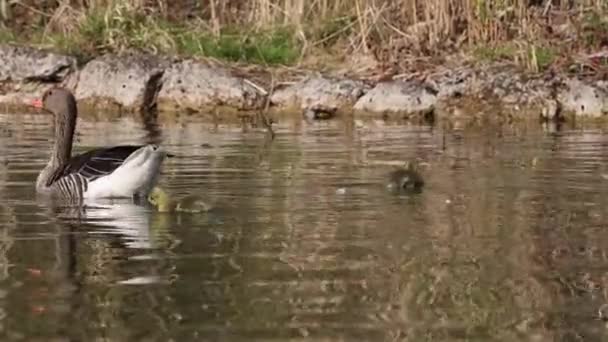 Familj Grågäss Med Små Barn Den Grågås Anser Anser Stor — Stockvideo