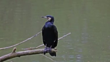 Kuzey yarımküre boyunca büyük siyah karabatak olarak bilinen büyük karabatak, Avustralya 'daki siyah karabatak ve Yeni Zelanda' nın daha güneyindeki siyah karabatak