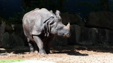 Hintli gergedan, gergedan unicornis de Büyük Tek Boynuzlu Gergedan ve Asyalı Tek Boynuzlu Gergedan olarak adlandırılır ve gergedan familyasına aittir..
