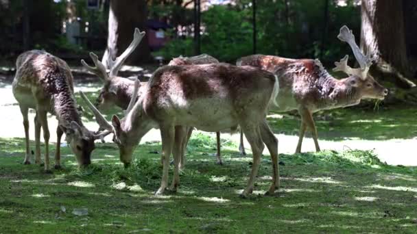 Fallow Deer Dama Mesopotamica Ruminant Mammal Belonging Family Cervidae — Stock Video