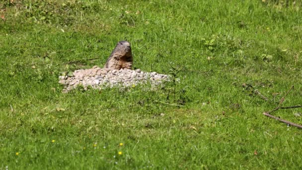 Marmota Alpina Marmota Marmota Una Especie Marmota Que Encuentra Zonas — Vídeos de Stock