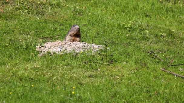 Alpine Marmot Marmota Marmota Είναι Ένα Είδος Μάρμοτ Που Απαντάται — Αρχείο Βίντεο