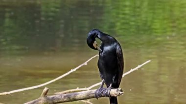 Kuzey yarımküre boyunca büyük siyah karabatak olarak bilinen büyük karabatak, Avustralya 'daki siyah karabatak ve Yeni Zelanda' nın daha güneyindeki siyah karabatak