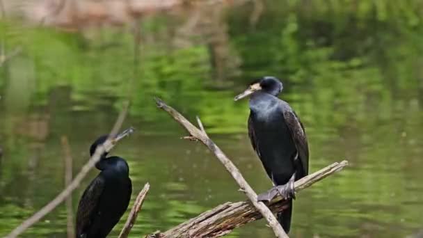 Gran Cormorán Phalacrocorax Carbo Conocido Como Gran Cormorán Negro Través — Vídeos de Stock