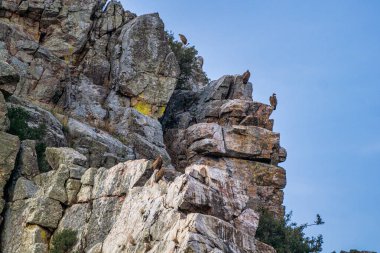 Griffon akbabaları, Gyps fulvus Monfrague Ulusal Parkı 'nda Salto del Gitano' da uçuyor. Caceres, Extremadura, İspanya.