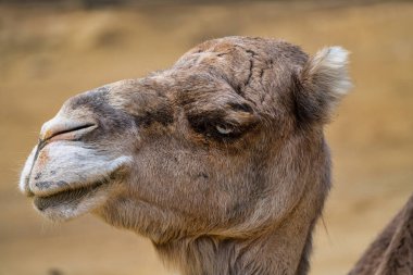 Dromedary, Camelus dromedarius Jerez de la Frontera 'da, Endülüs İspanya' da