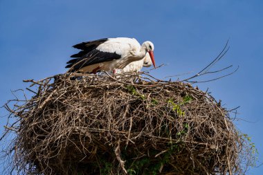 Beyaz Leylek, Ciconia Ciconia Jerez de la Frontera, Endülüs İspanya
