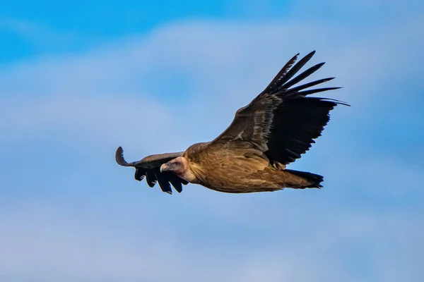 Griffon Keselyű Gyps Fulvus Repked Salto Del Gitano Körül Monfrague — Stock Fotó