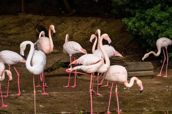 Flamant Rose Des Caraïbes Phoenicopterus Roseus Jerez Frontera Andalousie Espagne — Photo