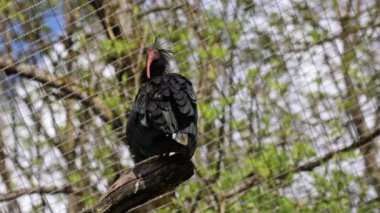 Kuzey Kel aynak, inzivaya çekilmiş aynak veya waldrapp lat.Geronticus eremita, kısır, yarı çöl veya kayalık yaşam alanlarında genellikle akan sulara yakın yerlerde bulunan bir göçmen kuşdur..