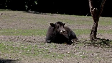 Yerli öküz Bos grunniens, Hindistan 'ın Himalaya bölgesinde, Tibet Platosu' nda ve Moğolistan ve Rusya 'nın kuzeyine kadar uzanan bölgede bulunan uzun tüylü bir sığırdır..