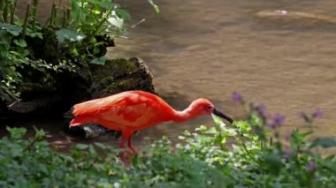 Kızıl aynak, Eudocimus ruber, Threskiornithidae familyasından bir kuş, kabuklu deniz ürünlerinin kırmızımsı renklerine hayran kalmıştır.