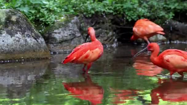 Szkarłatny Ibis Eudocimus Ruber Ptak Rodziny Threskiornithidae Podziwiany Przez Czerwonawe — Wideo stockowe