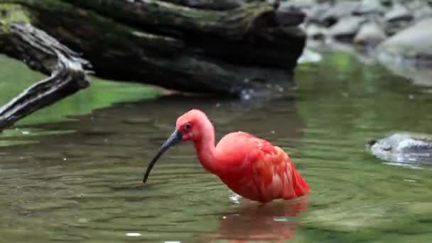 Szkarłatny Ibis Eudocimus Ruber Ptak Rodziny Threskiornithidae Podziwiany Przez Czerwonawe — Wideo stockowe