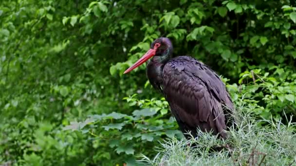 Černý Čáp Ciconia Nigra Velký Pták Čeledi Čápů Ciconiidae — Stock video