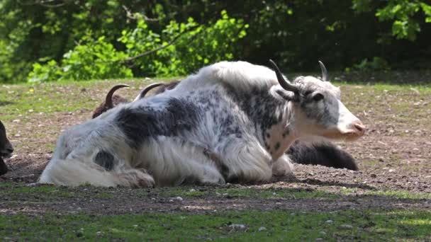 Hazai Jak Bos Grunniens Egy Hosszú Hajú Háziasított Bovid Amely — Stock videók