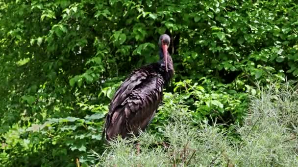 Den Svarta Storken Ciconia Nigra Stor Fågel Storkfamiljen Ciconiidae — Stockvideo